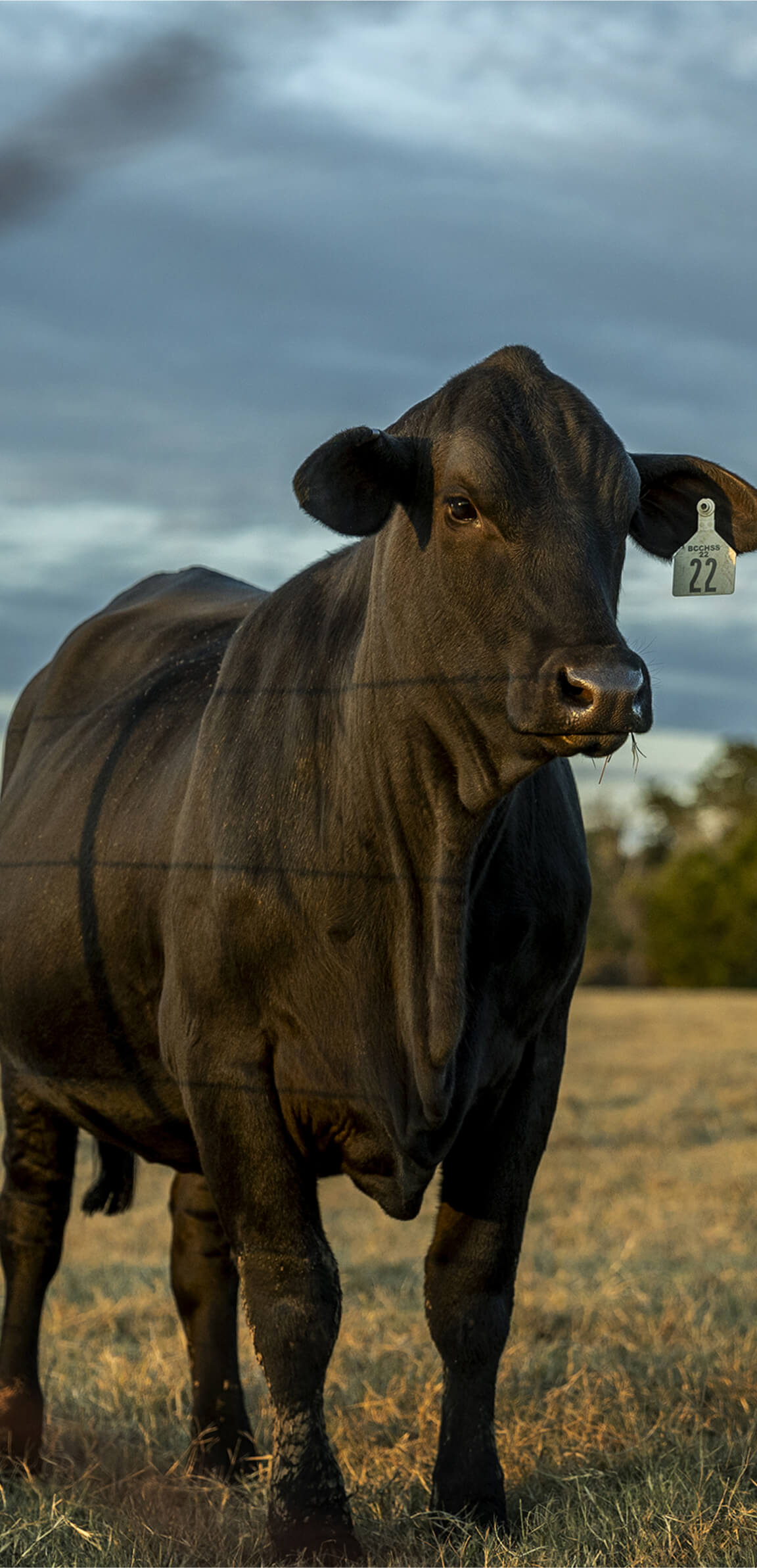 One cow with tagged ear at attention in a field