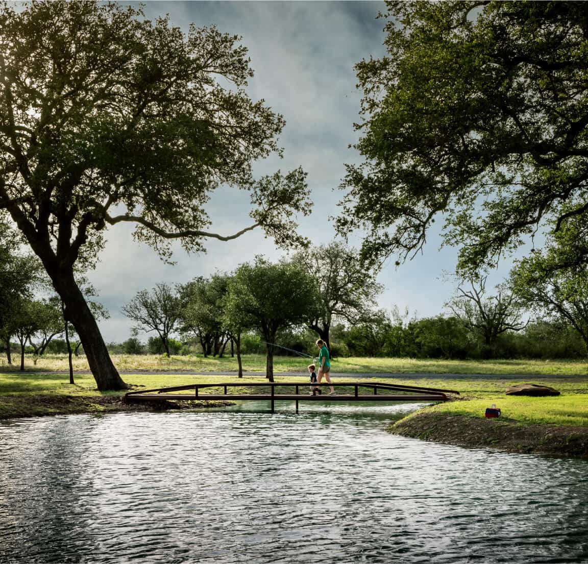 Pond framed by two tall trees on a sunny day